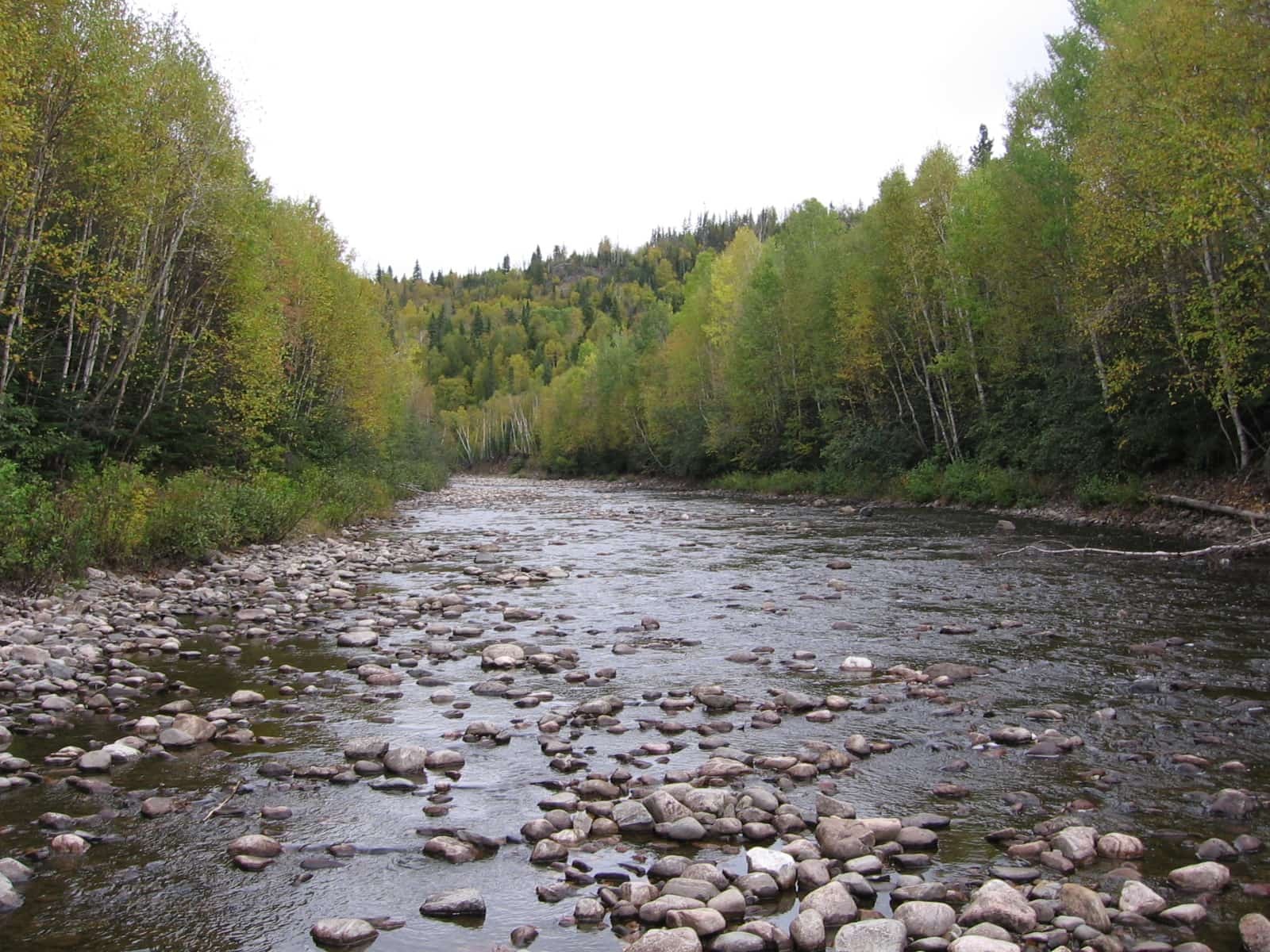 Forest river Nakina